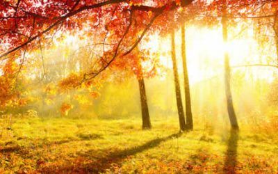 Forêt en automne, illustration de l'atelier de Qi Gong et Naturopathie